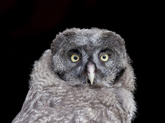Obraz premium Great grey owl immature (strix nebulosa)