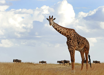 Masai Mara Giraffe