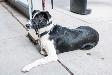 Dog strapped at street side