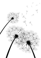 black vector dandelions on white