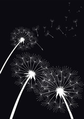 Obraz premium vector dandelions on black