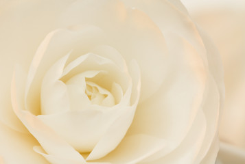 Ivory and rose camellia