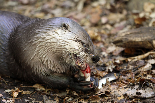 Loutre