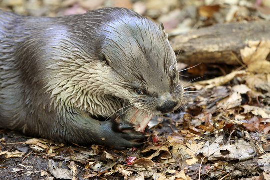Loutre