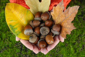 Man hands with acorns, on bright background