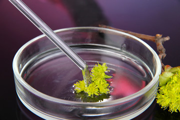 Chemical research in Petri dish on dark purple background