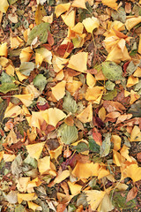 Ginkgo leaves change color in Korea.