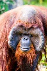 orangutan in chiangmai zoo chiangmai Thailand © lightofchairat