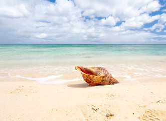 Fototapeta na wymiar coquillage sur plage de l'île Maurice