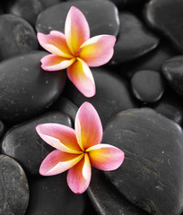 Two frangipani on wet black background
