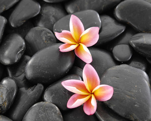 Obraz na płótnie Canvas Two frangipani flowers on black pebbles