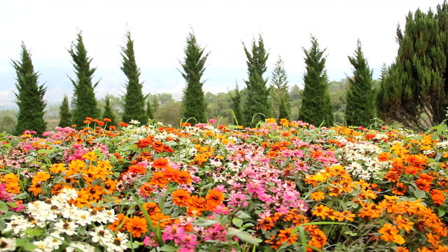 Spring flowerbed with multicolored zinnias