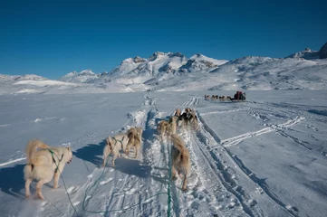 Gartenposter Grönländische Schlittenhunde laufen © ykumsri