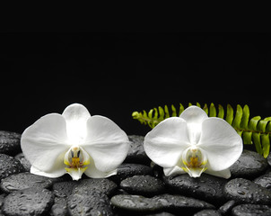 Still life with two white orchid with fern leaf with on stones