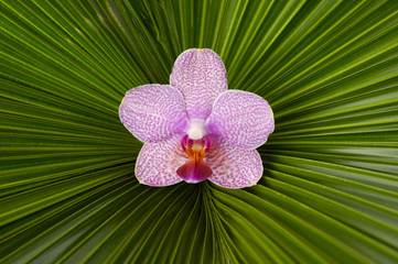Macro of gorgeous orchid on palm leaf texture