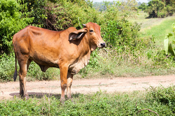 cow from thailand