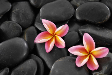 Two frangipani on black pebbles background