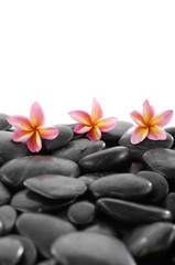Still life with three plumeria flowers on black stones