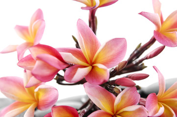 still life with branch frangipani and pebbles