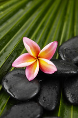 Obraz na płótnie Canvas Pink frangipani with spa stones on palm leaf texture