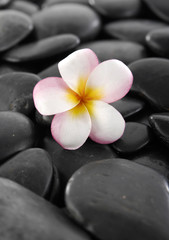 Fototapeta na wymiar Plumeria flowers on black stones background