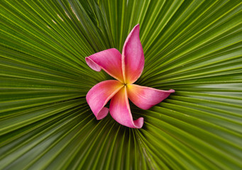 Red plumeria and palm leaf texture