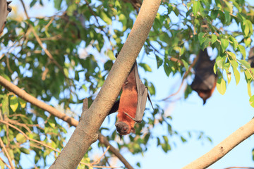 Fototapeta premium Flying Fox