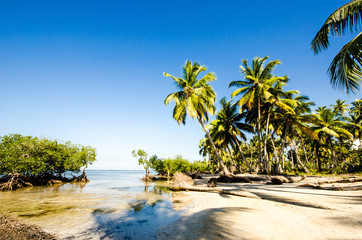 Tropical beach with mangroves and palms