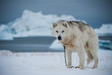 Greenlandic sled dog © ykumsri