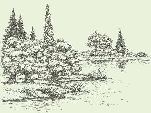 Vector summer landscape. Forest trees on the river bank