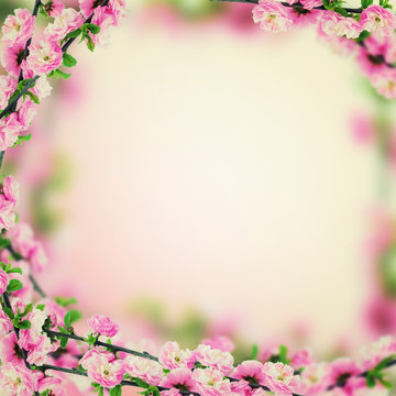 Fresh almond flowers on pink background.