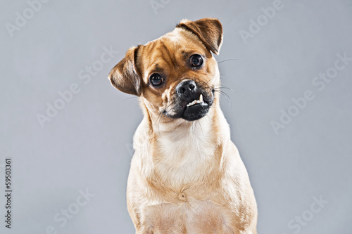 "Mixed breed dog pug and lhasa apso. Studio shot against grey." Stock