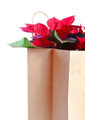 Poinsettia in paper bag on white background