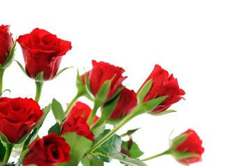 red roses