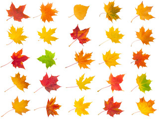 Maple leaves