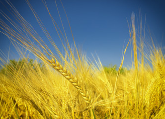 Wheat field against a blue sky