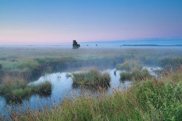 Fototapeta premium pink sunrise over swamps in summer