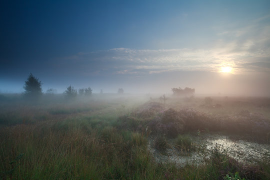 sunrise in denfe fog over swamp