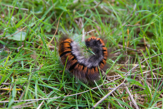 Gusano Oruga Peluda
