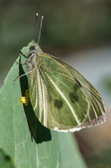 Mariposa de la col (Pieris brassicae) poniendo huevos