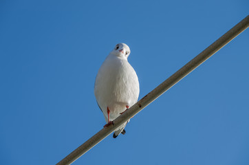 Seagull, Larus ridibundus