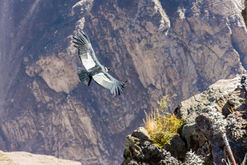 Flying condor over Colca canyon,Peru,South America.