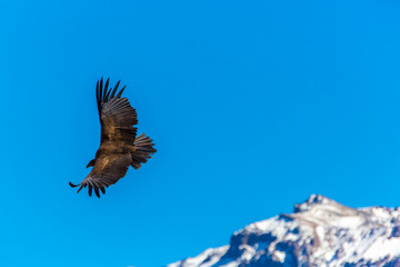 Fototapeta na wymiar Latanie nad Kanion Colca Condor, Peru, Ameryka Południowa