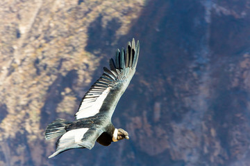 Flying condor over Colca canyon,Peru,South America.