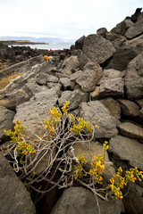 Fototapeta na wymiar Staw wybrzeża streszczenie kwiat wody sól w Lanzarote