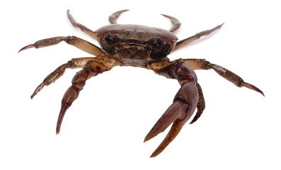 crab