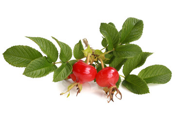 Fresh rose hips with leaves