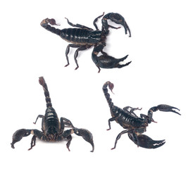 scorpion