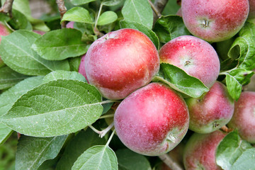 Apple tree