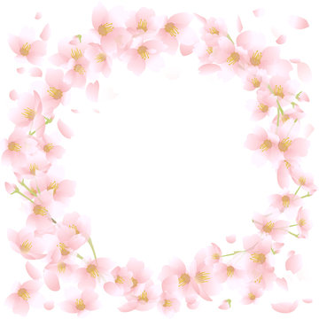 桜　円形